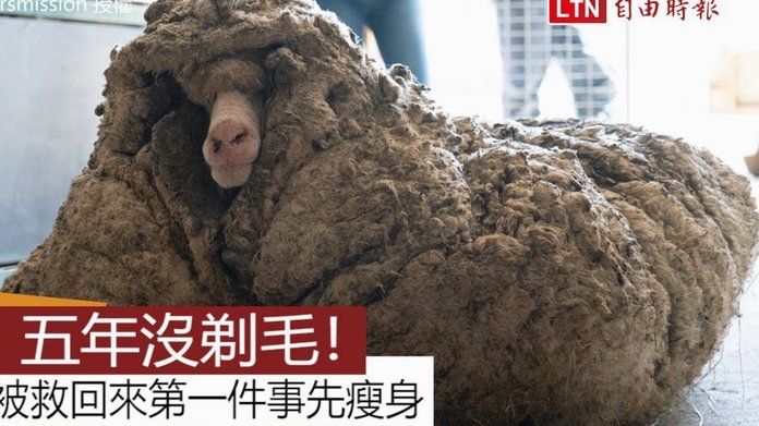 羊小咩借20000还40000