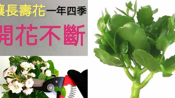 海鸥花呗：机遇与风险并存