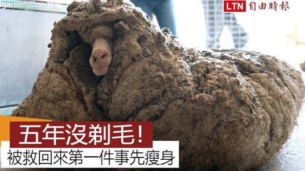 羊小咩贷款公司在哪里