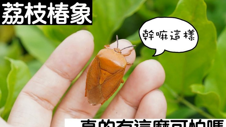 便荔卡包取现额度初审查征信吗