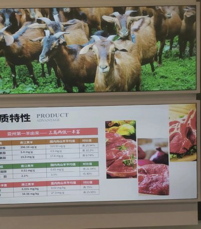 羊小咩的资方是哪里