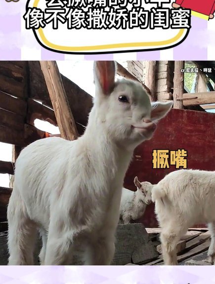 羊小咩怎么用一半自己付一半