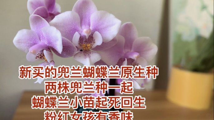 携程拿去花有额度用不了怎么办