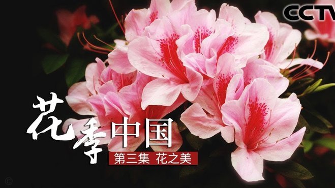 花呗资金利用指南：如何安全合规地用好消费信贷？